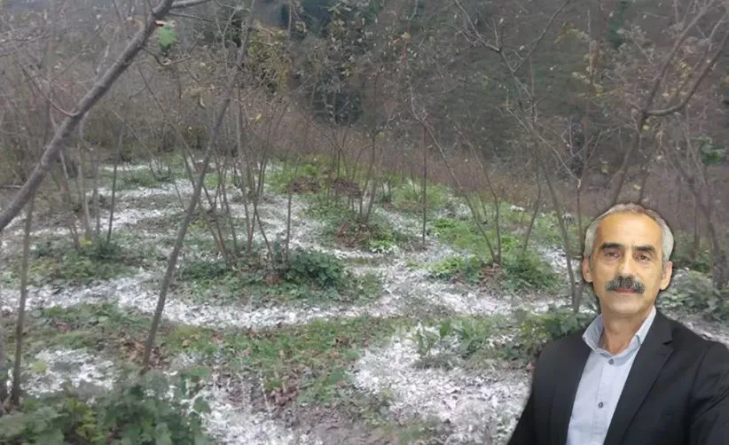 Fındıkta verim ve kalite için gübreleme şart