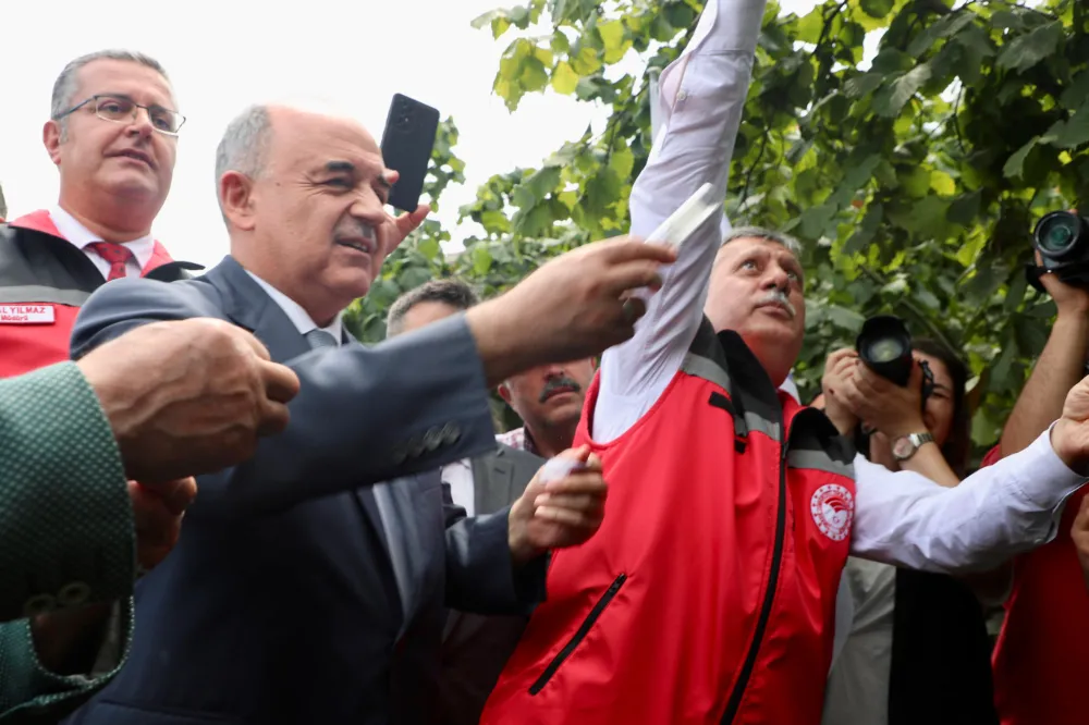  Kahverengi Kokarca İle Mücadele İçin 22 Bin Samuray Arısı Doğaya Salındı