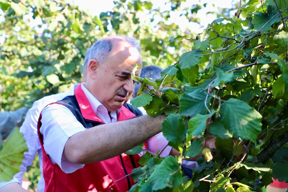 Vali Erol, Fındık Hasat Programına Katıldı