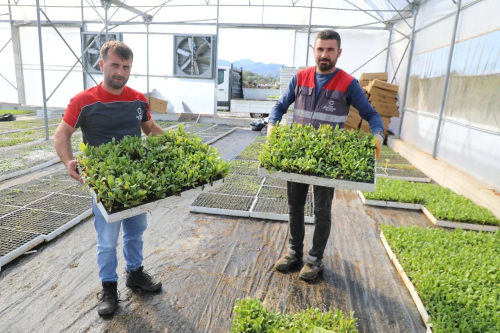 BÜYÜKŞEHİR SERALARINDA 750 BİN ÇİÇEK FİDESİ ÜRETİLDİ…