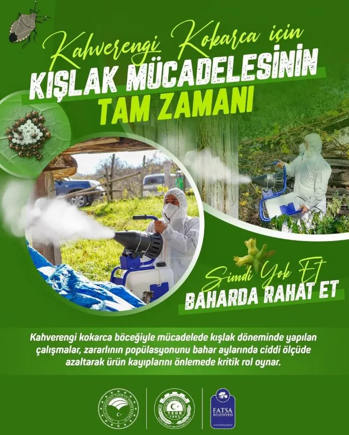 FATSA’DA KAHVERENGİ KOKARCA İLE KIŞLAK MÜCADELESİ YENİDEN BAŞLIYOR