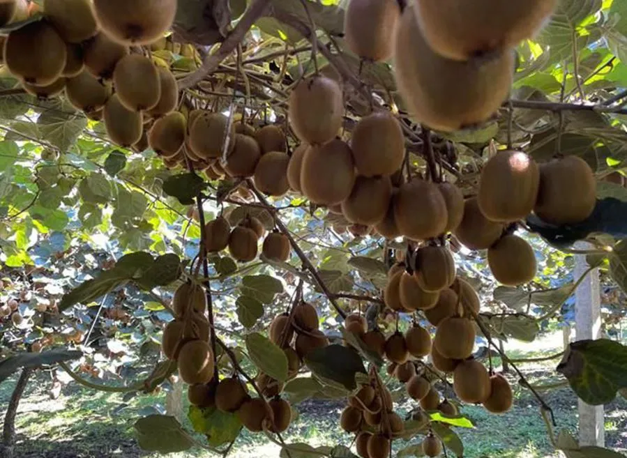 ORDU’DA KİVİ HASADI 11 KASIM’DA BAŞLIYOR..