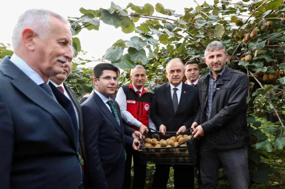 ORDU’DA KİVİ HASADI BAŞLADI