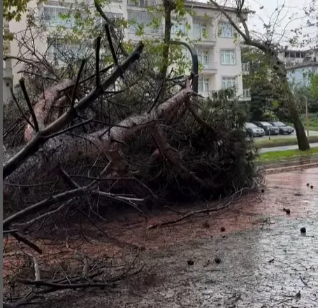 Ünye Çamlık’ta Ağaç Yola Devrildi