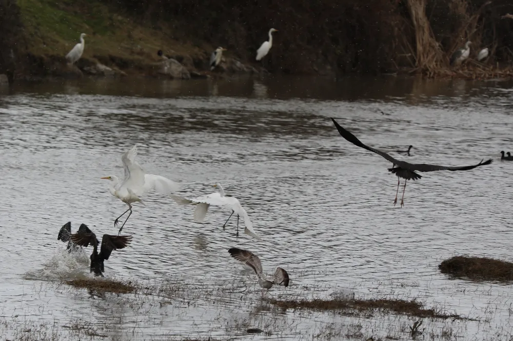 Kuş Cenneti sonbaharın gelmesiyle altın sarısı tonlara büründü.