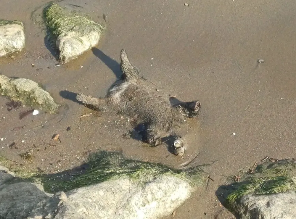 AYI YAVRUSU KIYIYA VURDU