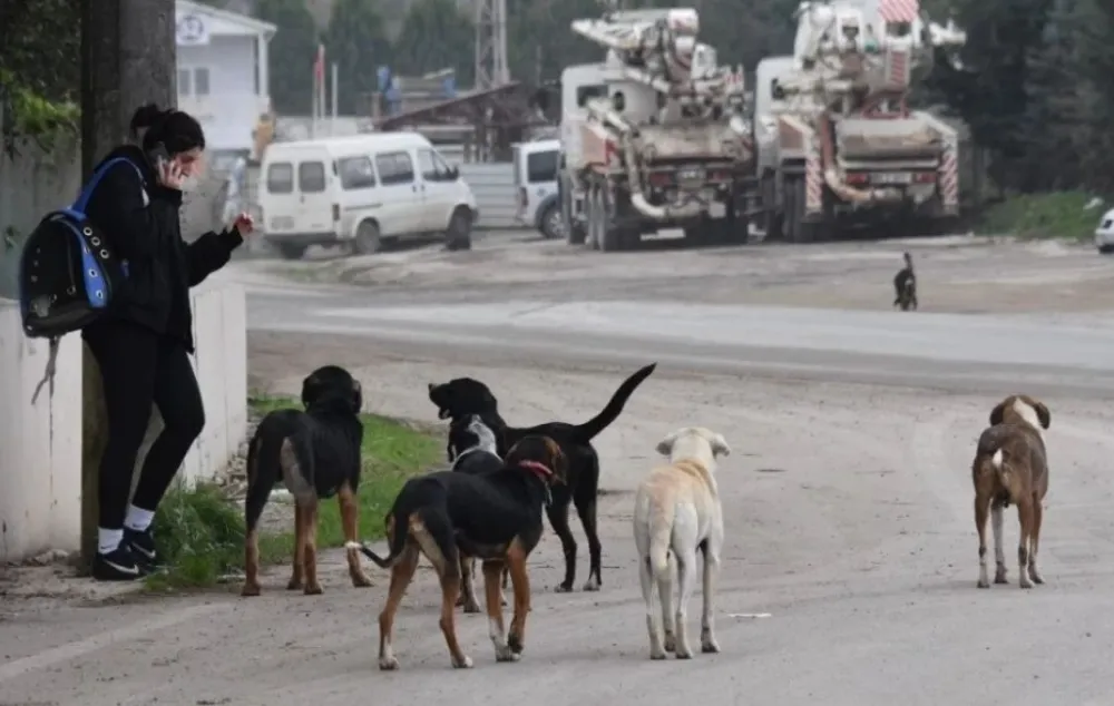 Sahipsiz Köpekler İçin Belediyelere 71 Bin TL Ceza!