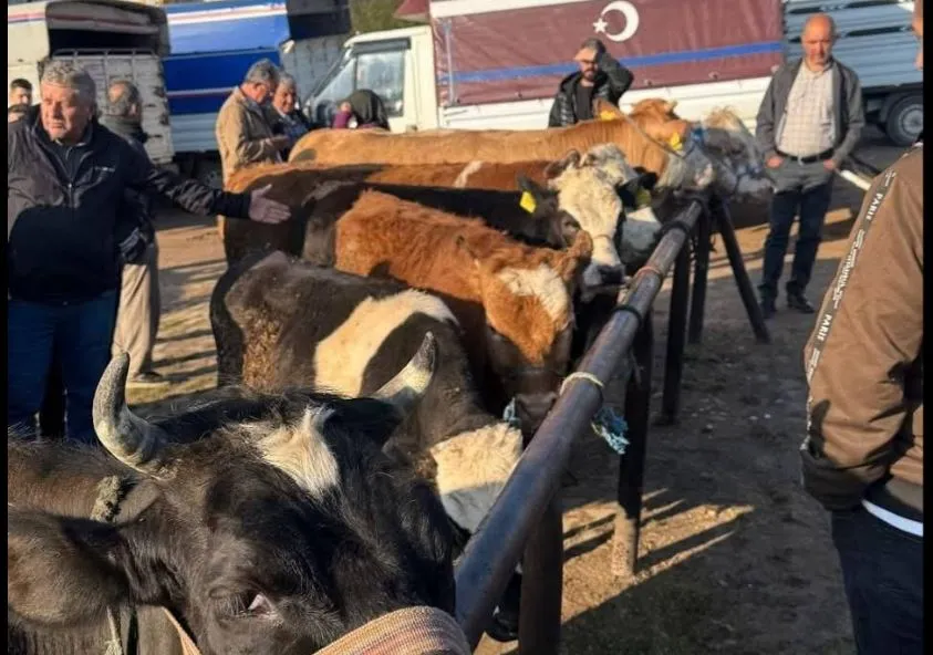 Ordu’da Kurbanlıklar Pazara İndi