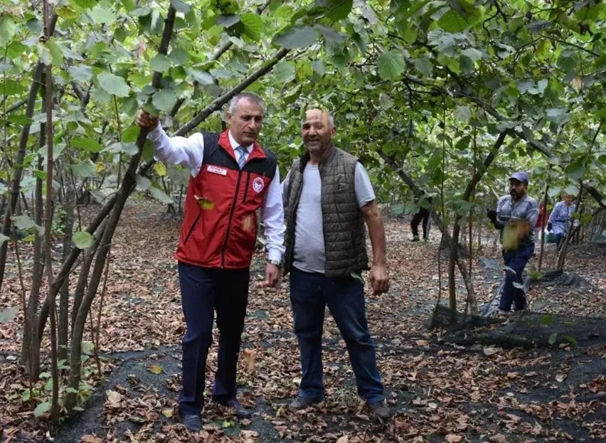 FINDIKTA FİLE YAYGINLAŞIYOR